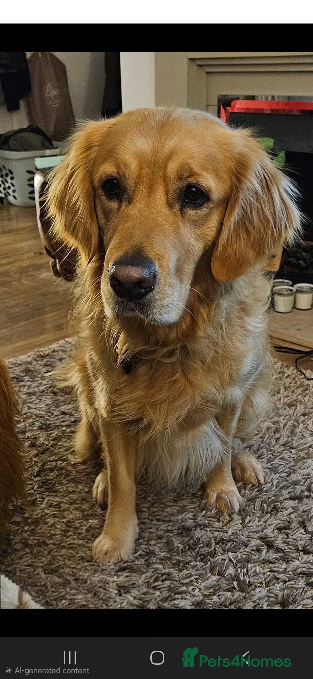 Golden Retriever dogs for sale: 3yrs old Alex - Advert 1