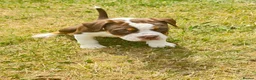 Olde English Bulldogge dogs for sale: Olde English fluffy Bulldogge puppies  - Advert 10