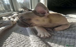 French Bulldog dogs for sale: Male french buldog puppy (lilac fawn) - Image 2