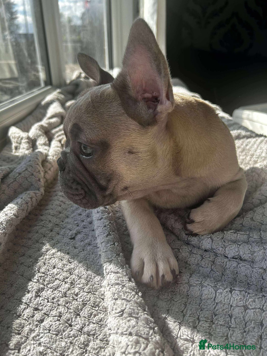 French Bulldog dogs for sale: Male french buldog puppy (lilac fawn) - Image 2