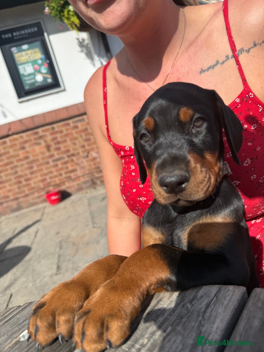 Dobermann dogs for sale: Puppy dobermans  - Image 5