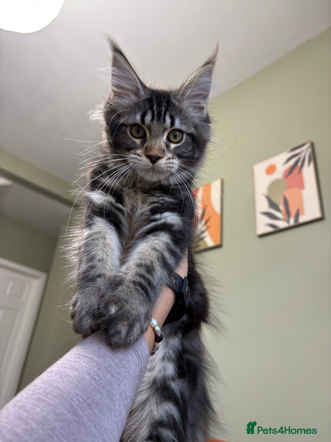 Maine Coon cats for sale: ✨Maine Coon Kittens Available - Champion Pedigree✨ - Image 13