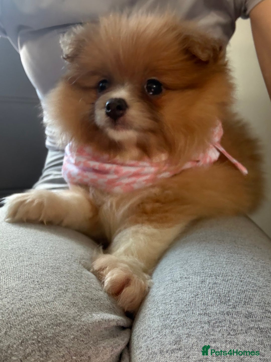 Pomeranian dogs for sale: beautiful 10 week old female Pomeranian puppy🤎 - Advert 6