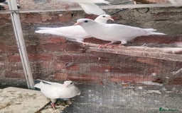 Pigeons birds for sale: Pigeon for sale - Image 11