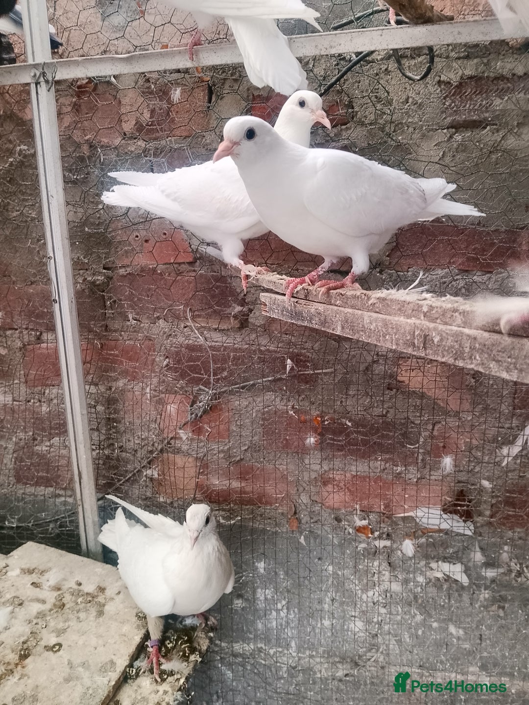 Pigeons birds for sale: Pigeon for sale - Image 11