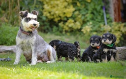 Mixed Breed dogs for sale: Schnoodle Puppies - Image 8