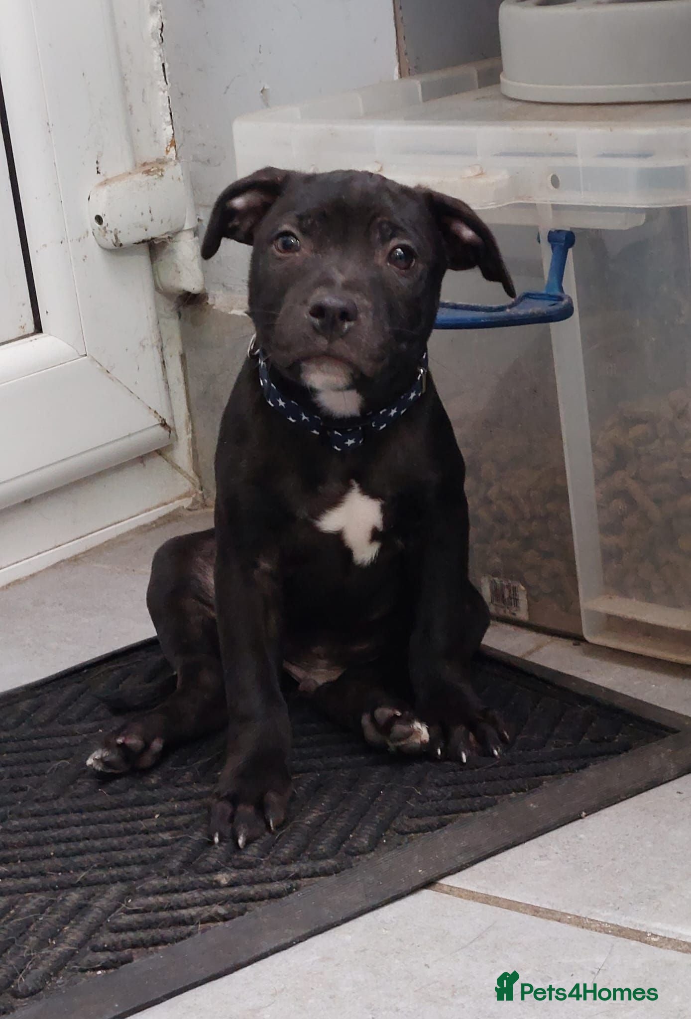 Staffordshire Bull Terrier dogs **KC Reg Pick of Litter male available* - Advert 1