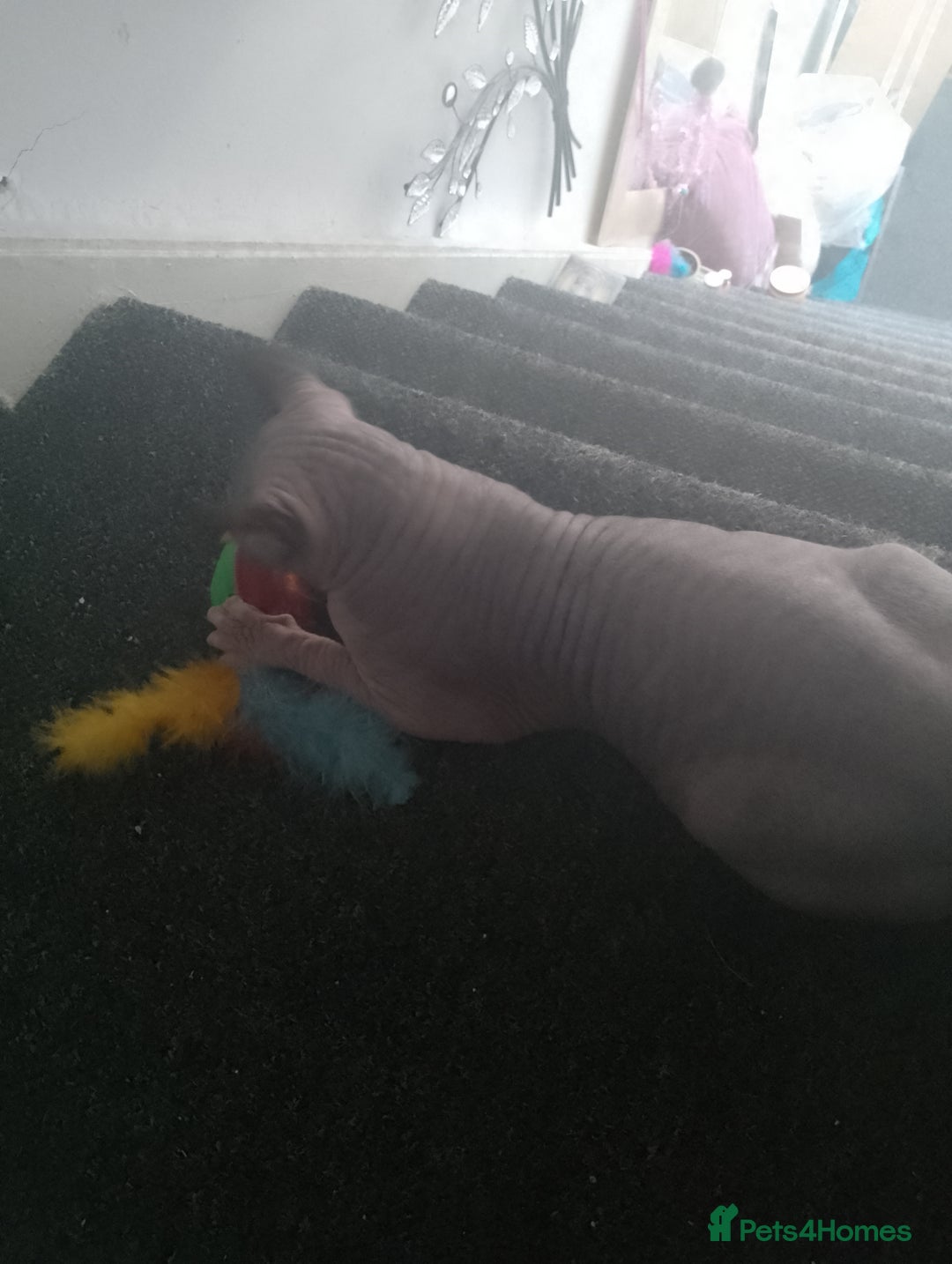 Sphynx cats for sale: Stunning 8 month old Elf Sphynx for sale - Advert 3