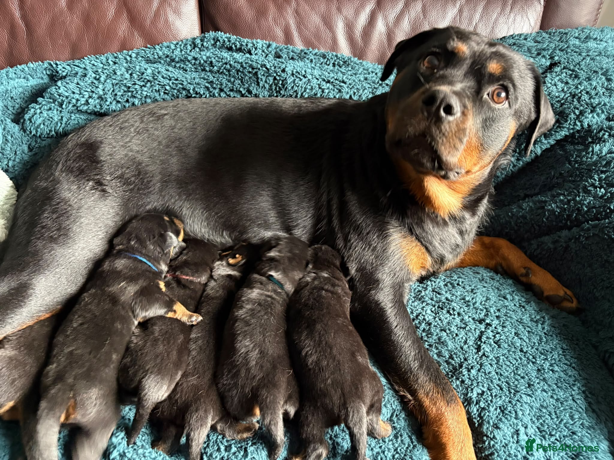 Rottweiler dogs Outstanding rottweiler puppies - Advert 1