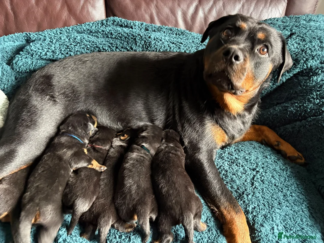 Rottweiler dogs for sale: Outstanding rottweiler puppies - Advert 1