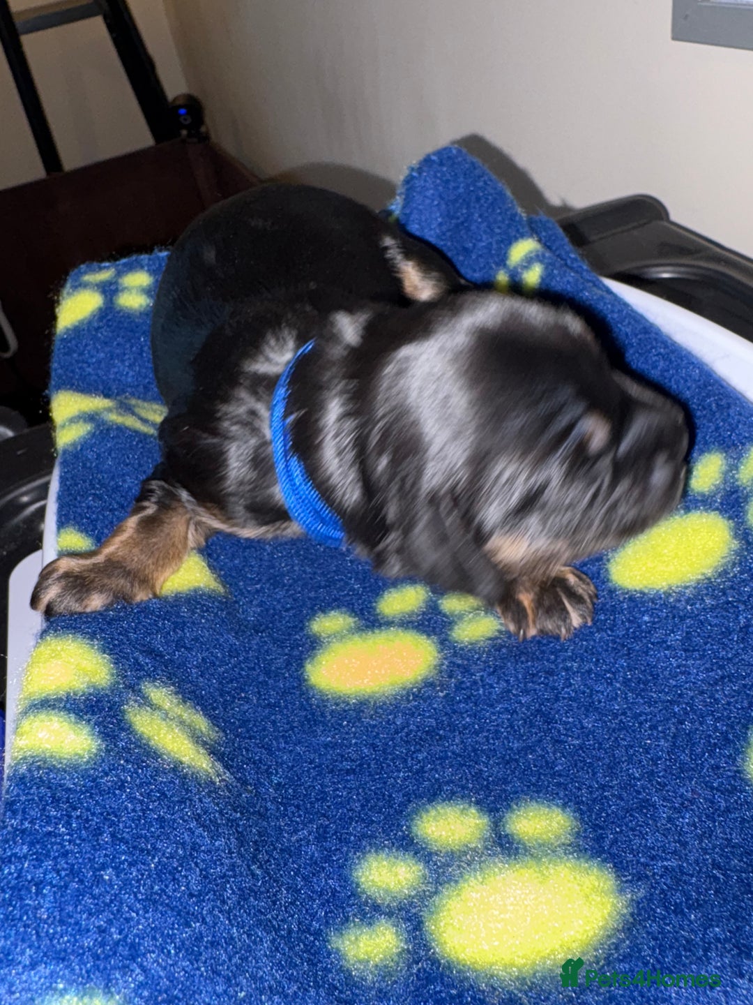 Mixed Breed dogs for sale: Beautiful Cavapoo puppies  - Advert 19