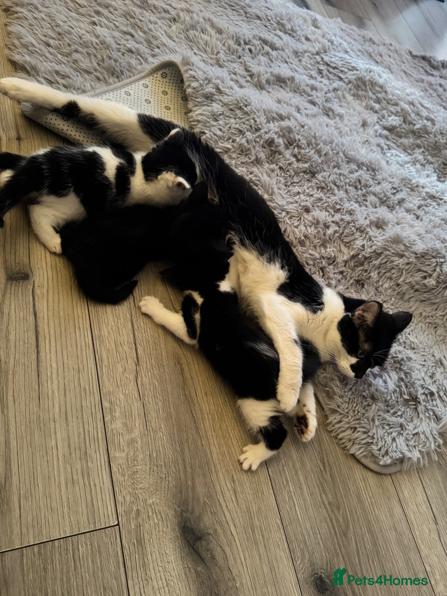 Maine Coon cats 1/4 maincoon kittens  - Advert 4
