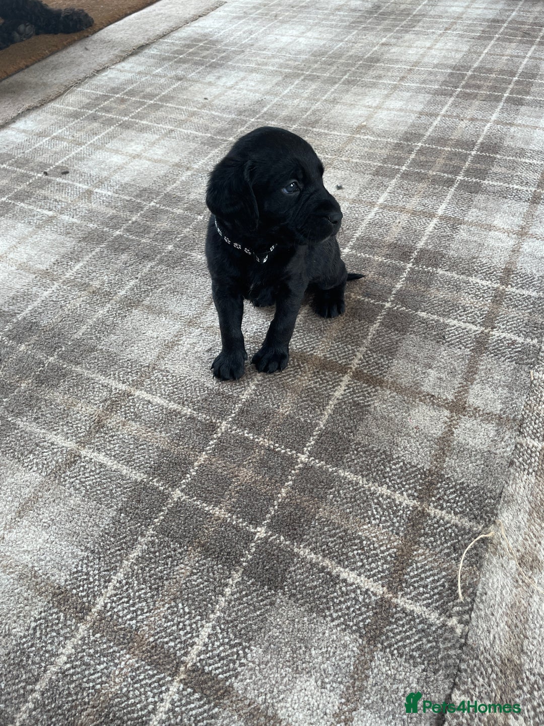 Mixed Breed dogs for sale: Irish Water Spaniel mum and Fox Red Labrador dad - Advert 2