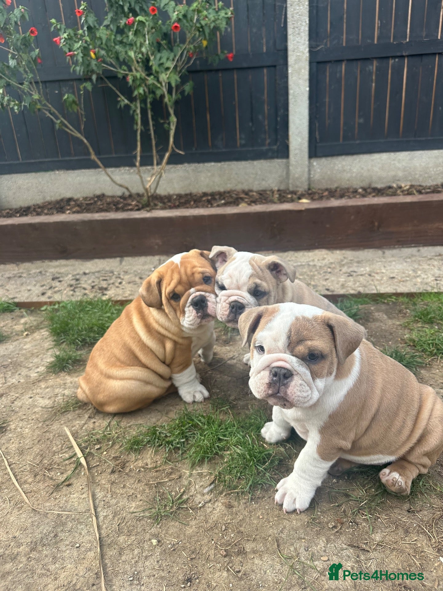 English Bulldog dogs BEAUTIFUL CHUNKY BULLDOG PUPPIES! 🤎 - Advert 10