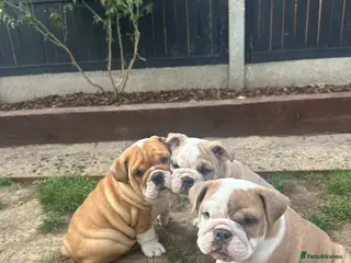English Bulldog dogs BEAUTIFUL CHUNKY BULLDOG PUPPIES! 🤎 - Advert 10
