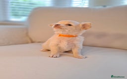 Chihuahua dogs for sale: Chihuahua puppies for sale - Image 21