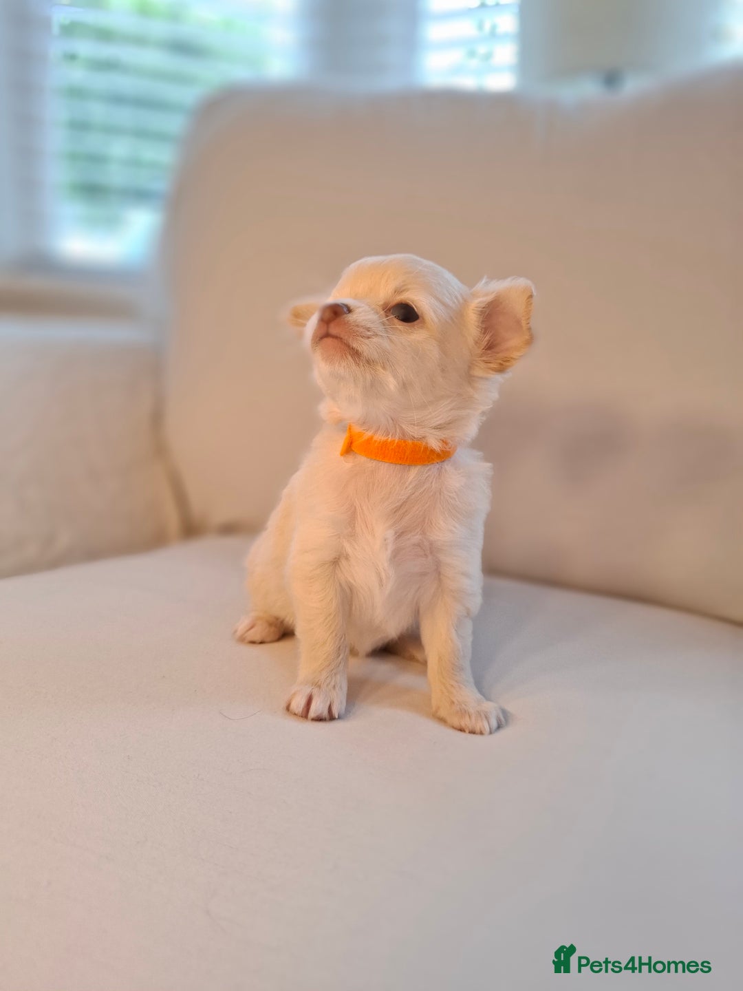 Chihuahua dogs for sale: Chihuahua puppies for sale - Image 21