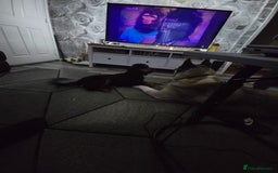 Cocker Spaniel dogs for sale: 6 mth old black & tan Cocker spaniel girl - Image 9