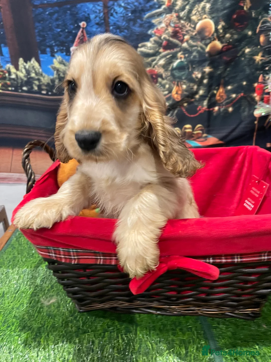 Cocker Spaniel dogs for sale: Quality litter of Show Type Cocker Spainels  - Advert 11
