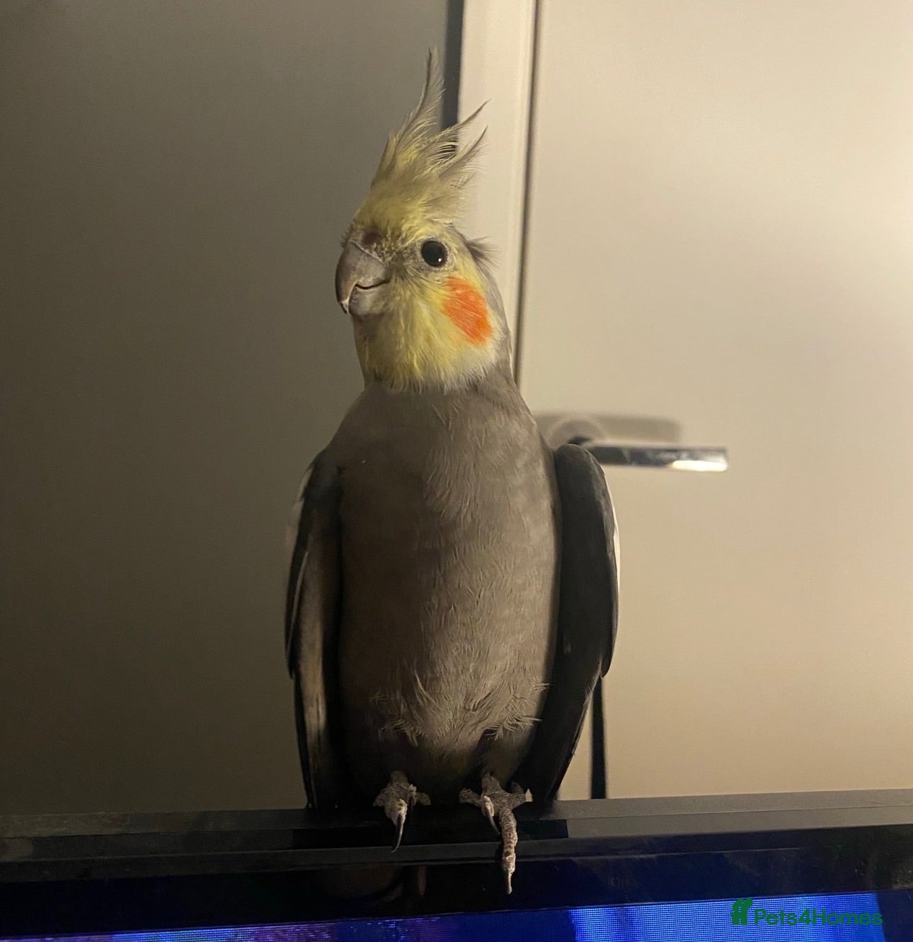 Cockatiels birds Cockatiels and cage for sale - Advert 1