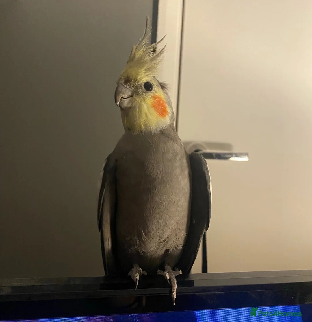 Cockatiels birds for sale: Cockatiels and cage for sale in Feltham - Advert 1