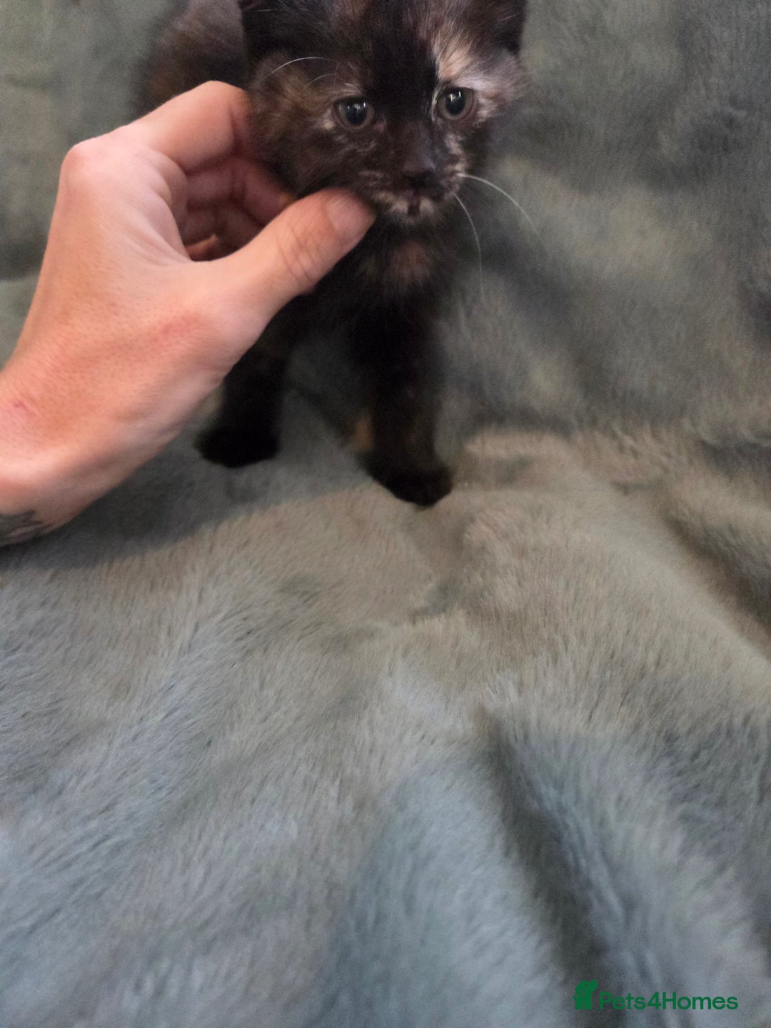 Mixed Breed cats for sale: 3 kittens ready for forever homes - Advert 7