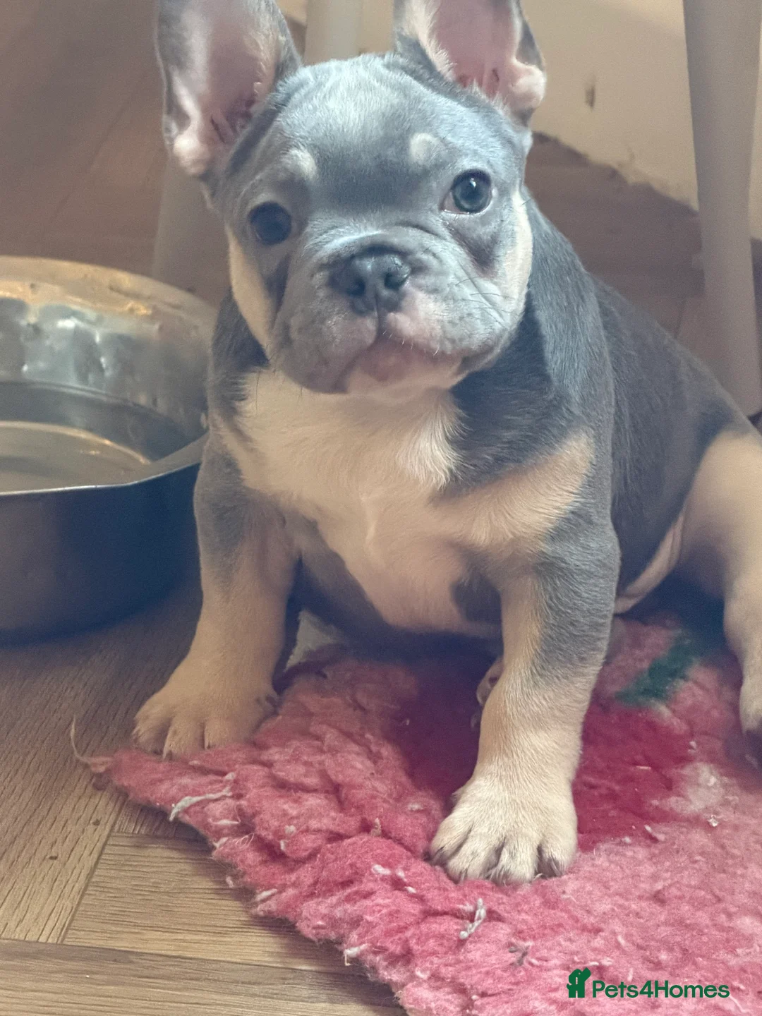 French Bulldog dogs for sale: Qaulity French bulldogs  in Leeds - Advert 2