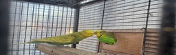 Lovebirds birds for sale: Love bird and breeding pairs of Budgies  - Advert 1