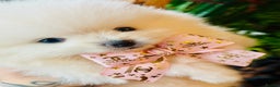 Pomeranian dogs for sale: KC white pomeranians  for reservation!  - Advert 8
