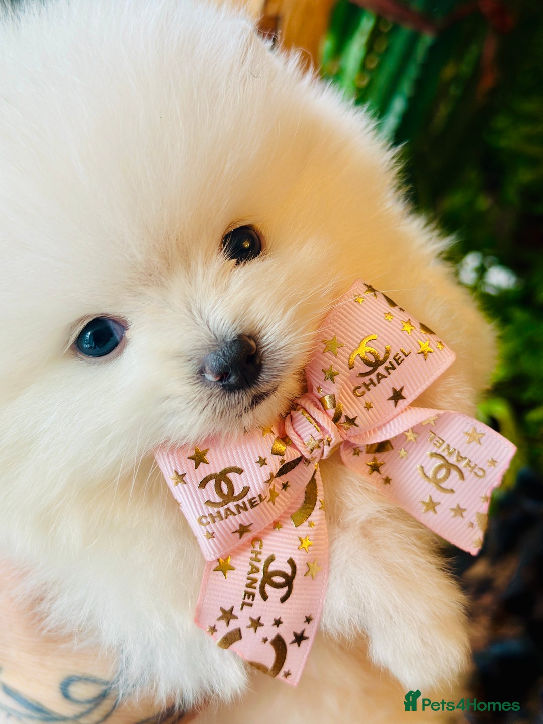 Pomeranian dogs for sale: KC white pomeranians  for reservation!  - Advert 8