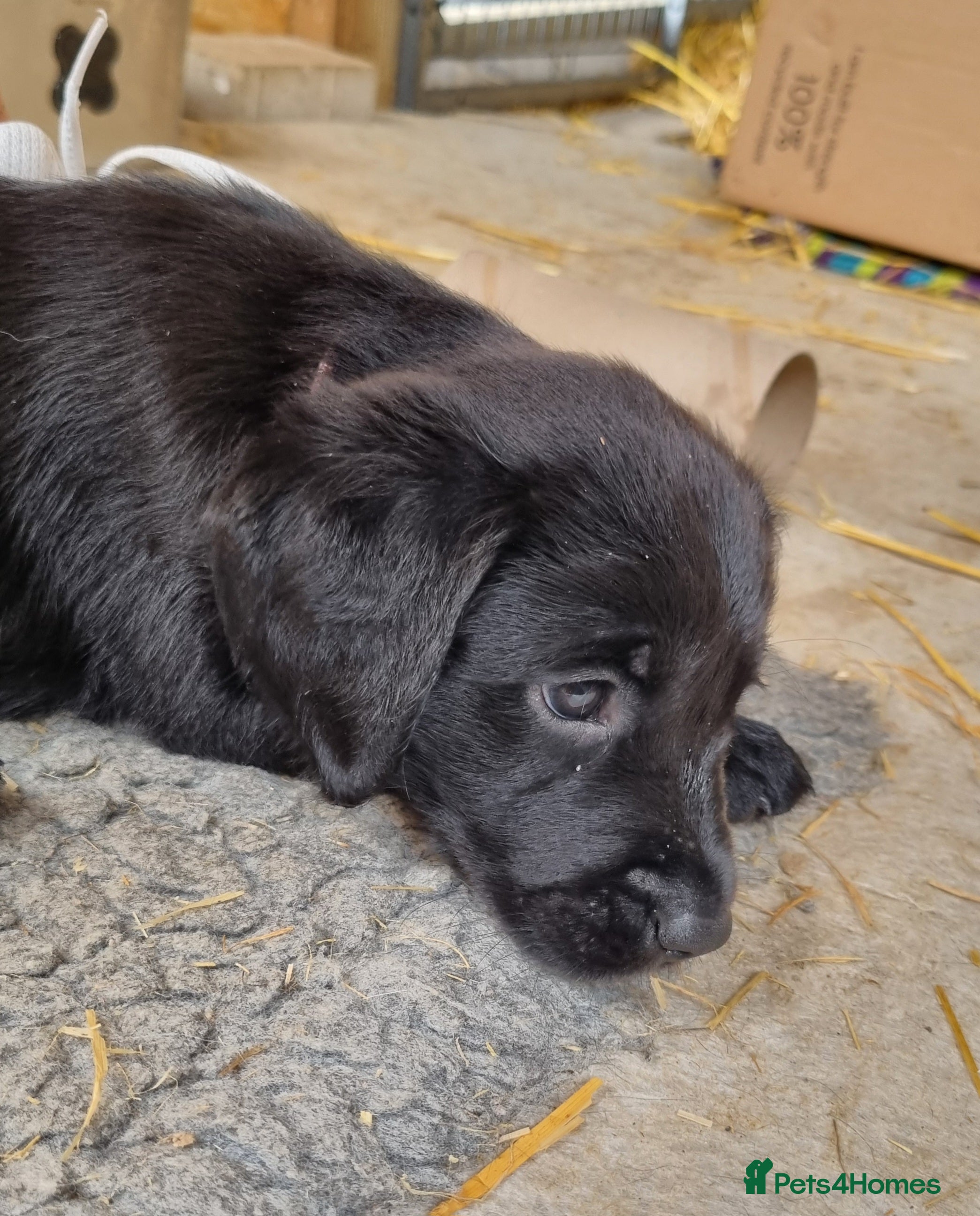 Goldador dogs Golden Retriever × Black Labrador Puppies - Advert 2