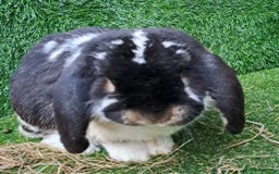 French Lop rabbits for sale: PURE Giant French Lops - Vaccinated - RESERVE - Image 20