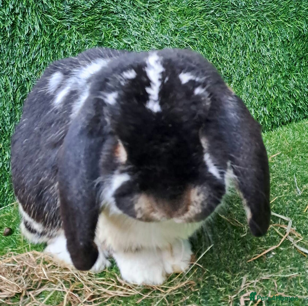 French Lop rabbits for sale: PURE Giant French Lops - Vaccinated - RESERVE - Image 20