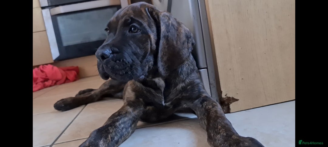 Cane Corso dogs for sale: READY TO LEAVE! BIG, CHUNKY Cane Corso puppies! - Advert 7