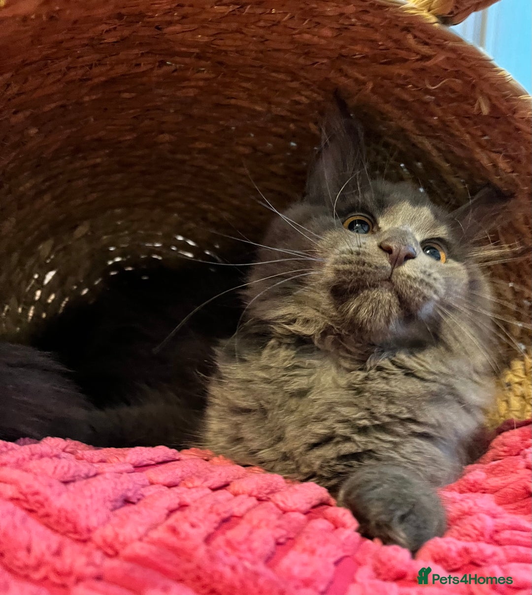 Maine Coon cats for sale: GCCF active / domestic Maine Coon  - Image 31