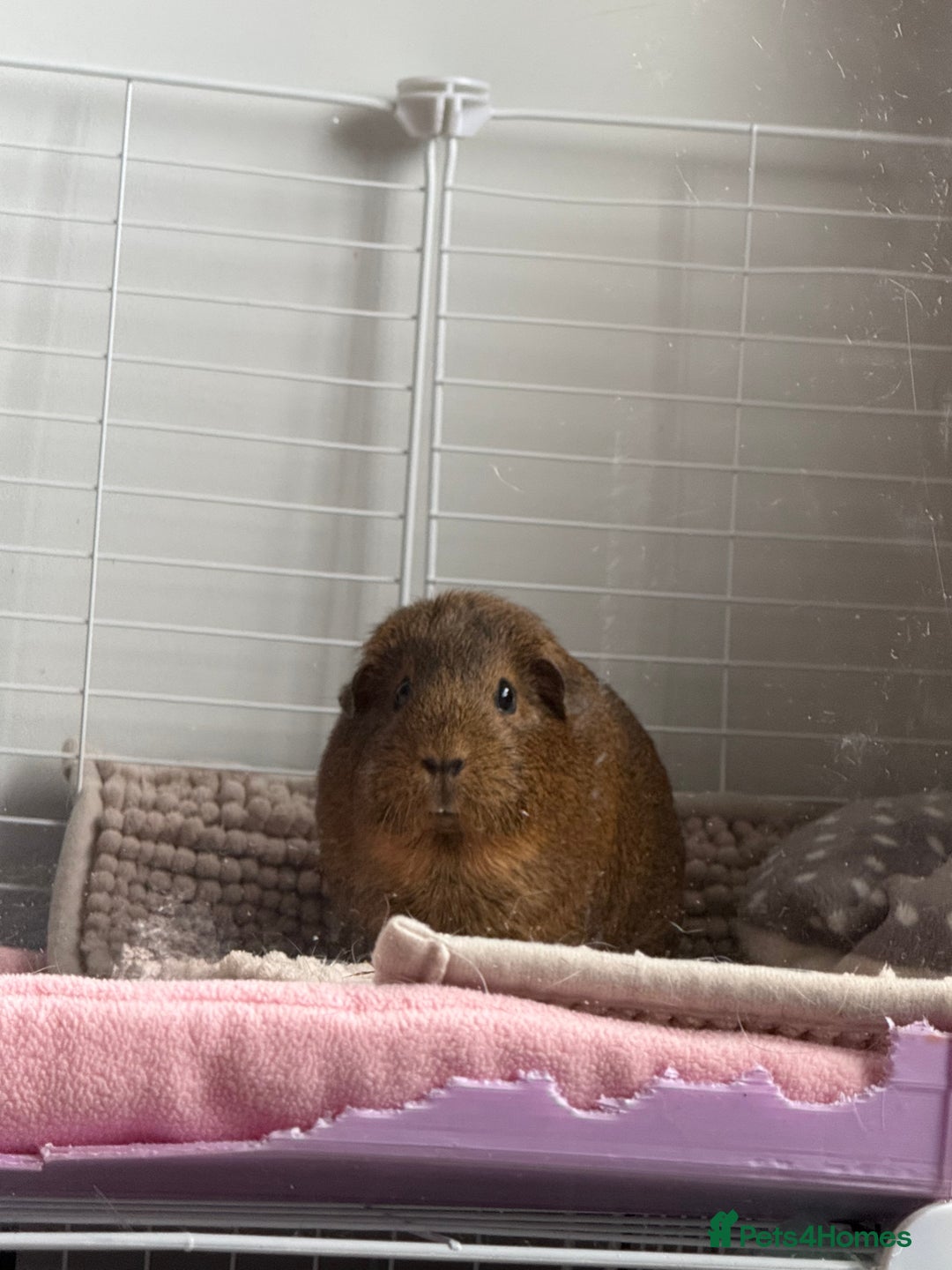 Guinea Pig rodents for sale: 3 female Guinea pigs for sale  - Advert 2