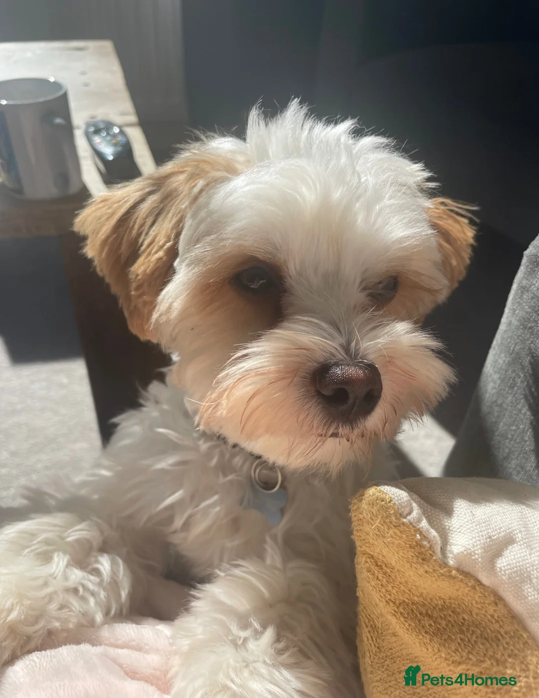 Biewer Terrier dogs for stud: Gold dust biewer for stud (health tested) in Weymouth - Advert 6