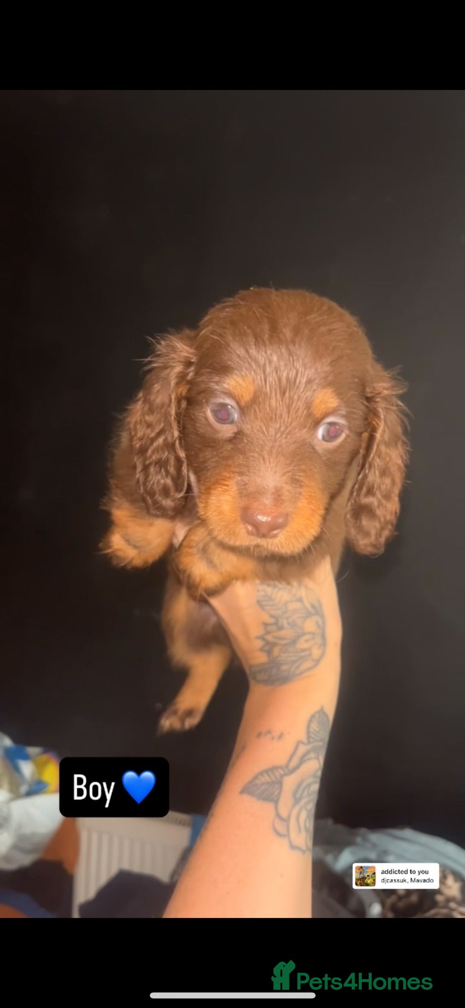 Dachshund dogs Dachshund puppies - Advert 1