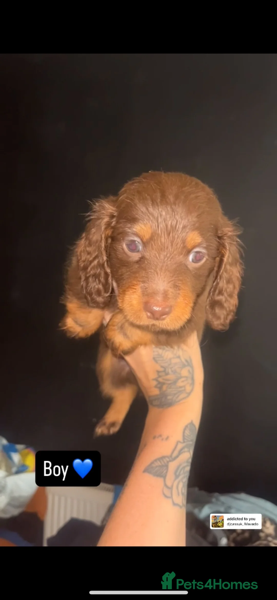 Dachshund dogs for sale: Dachshund puppies - Advert 1