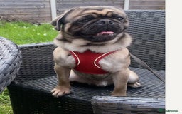 Frug dogs for sale: 4 boys 3 girl frug puppies  - Image 6
