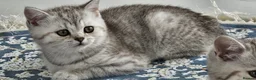 British Shorthair cats for sale: GCCF Blue BSH chunky champion lines - Advert 20