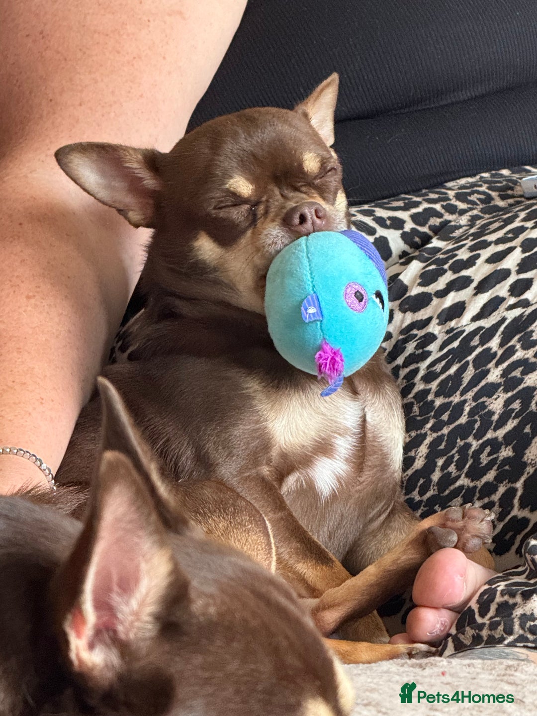 Chihuahua dogs for stud: The boy who never left ….Tommy for Stud - Image 8
