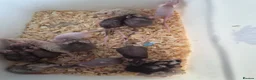 Mouse rodents for sale: Fancy pet mice for sale £8 each  - Advert 7