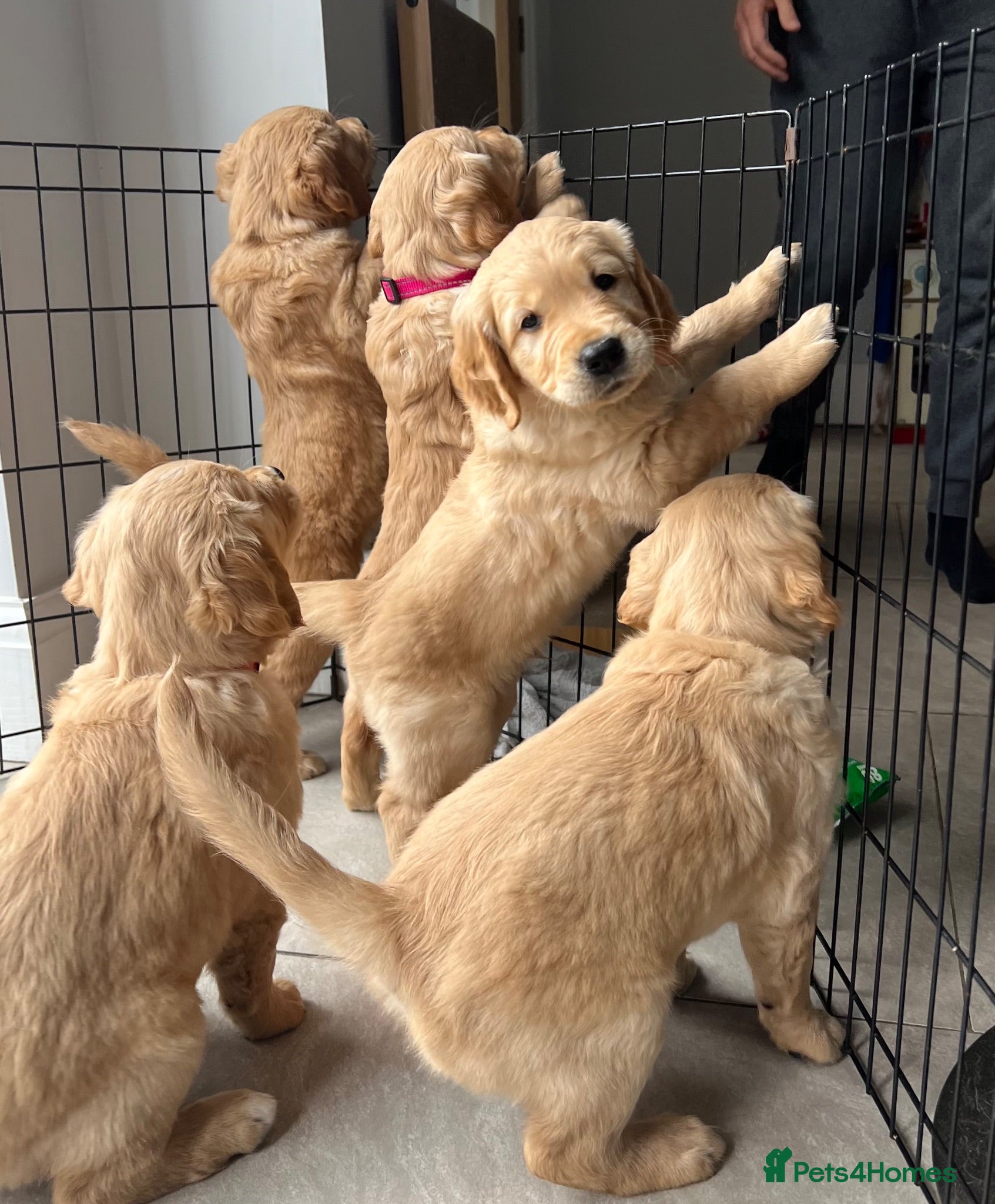 Golden Retriever dogs KC Reg Golden Retriever pups-ready mid August 2026 - Advert 12