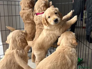 Golden Retriever dogs KC Reg Golden Retriever pups-ready mid August 2026 - Advert 12