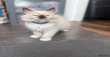 Ragdoll cats - Advert 9