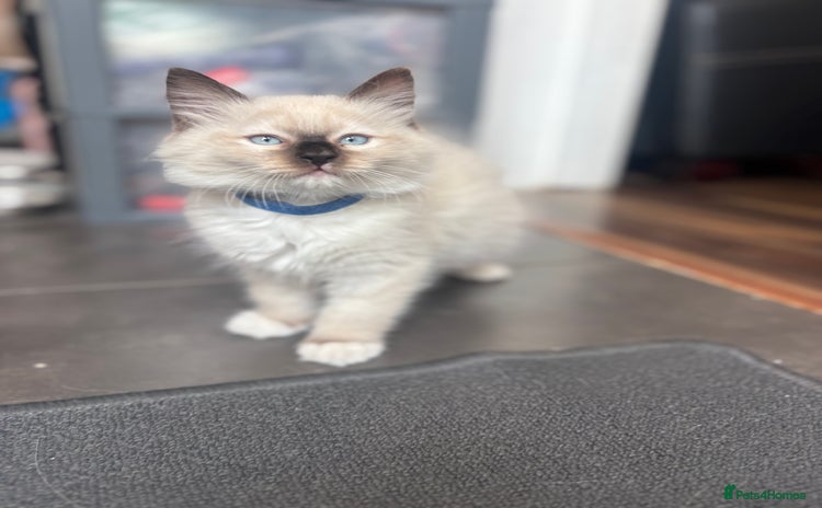 Ragdoll cats - Advert 15