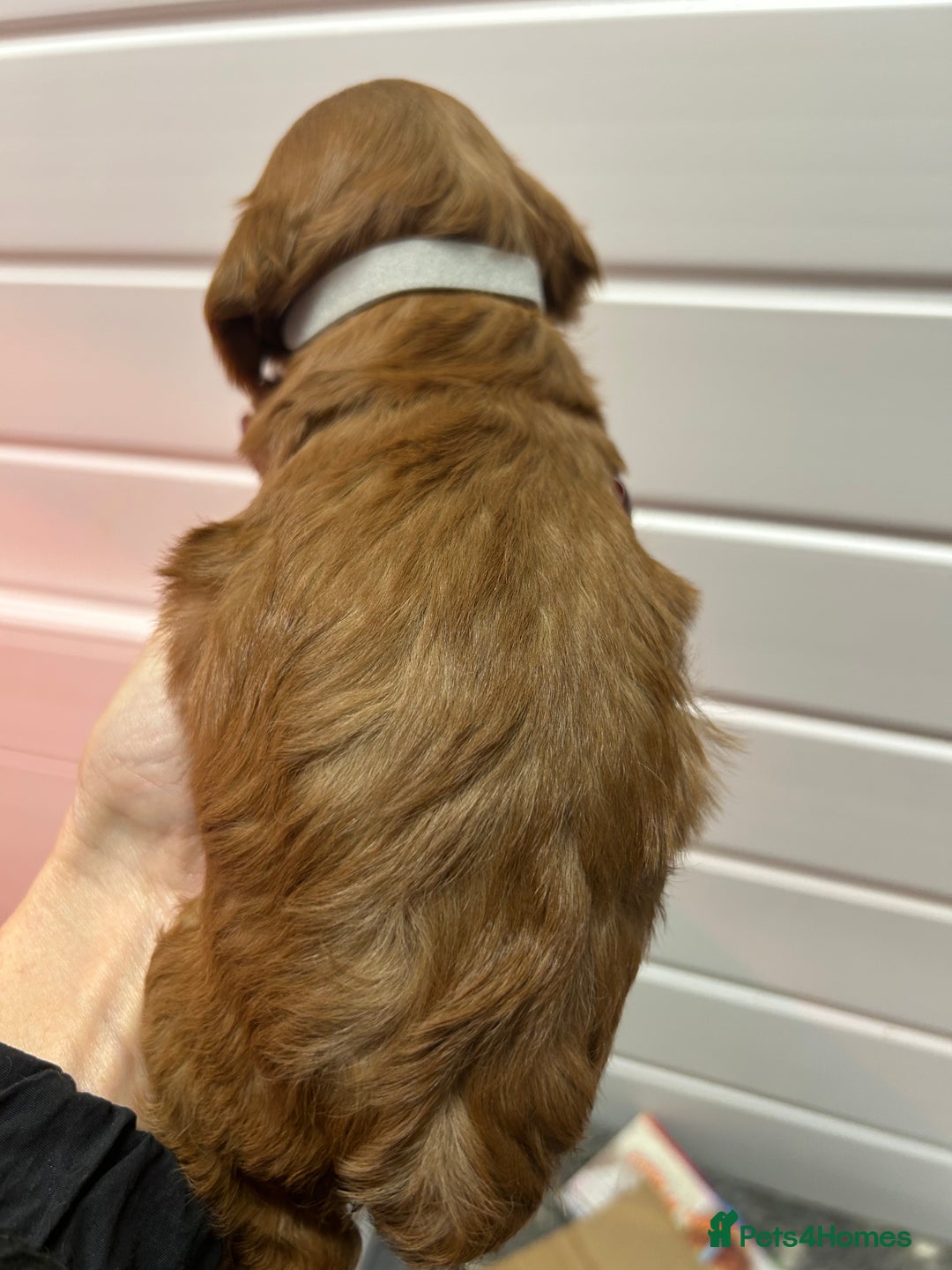 Cockapoo dogs for sale: F1 TOY SHOW TYPE DNA 🧬 CLEAR COCKAPOO BABIES 🧸 - Advert 3