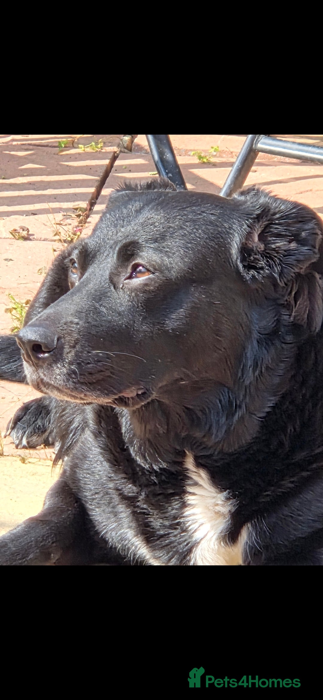 Borador dogs for sale: Borador Pups ready 5th October  - Image 10