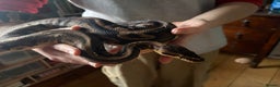 Python Snake reptiles for sale: Ball Pythons Leopard YB lesser enchi gravel pastel - Advert 9